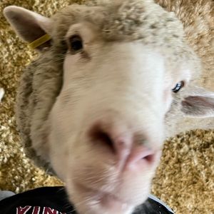 Meet your Posher, Dylan